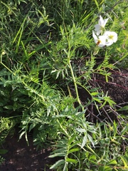 Solanum pinnatisectum