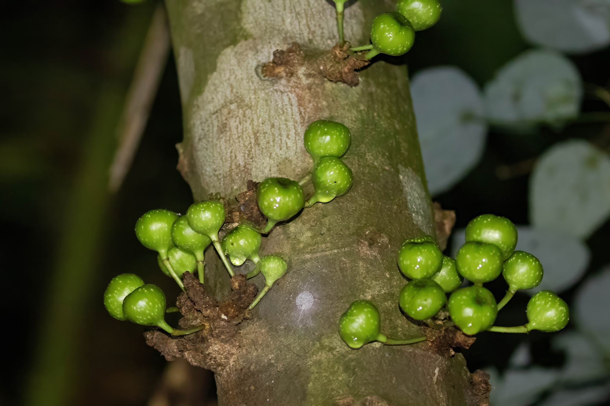 sung bộng (Ficus fistulosa)