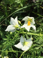 Solanum pinnatisectum