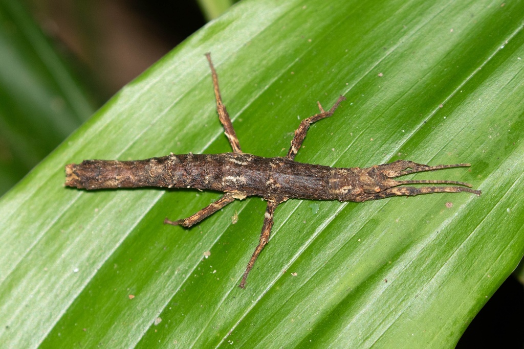 Orestes bachmaensis