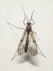 Mycomya richmondensis