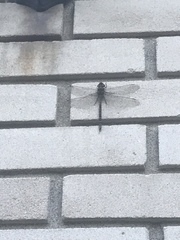 Aeshna canadensis