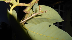 Stagmomantis tolteca