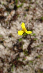 Xyris difformis