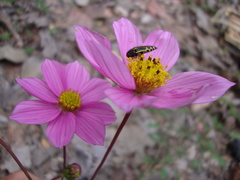Cosmos pseudoperfoliatus