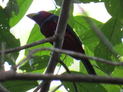 Cymbirhynchus macrorhynchos