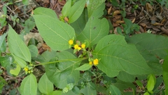 Greenmaniella resinosa