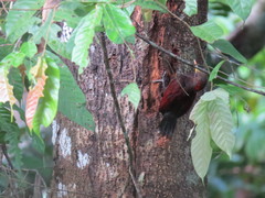 Blythipicus rubiginosus