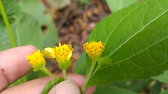 Greenmaniella resinosa