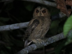 Otus lempiji