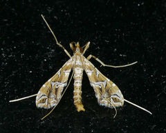 Lineodes