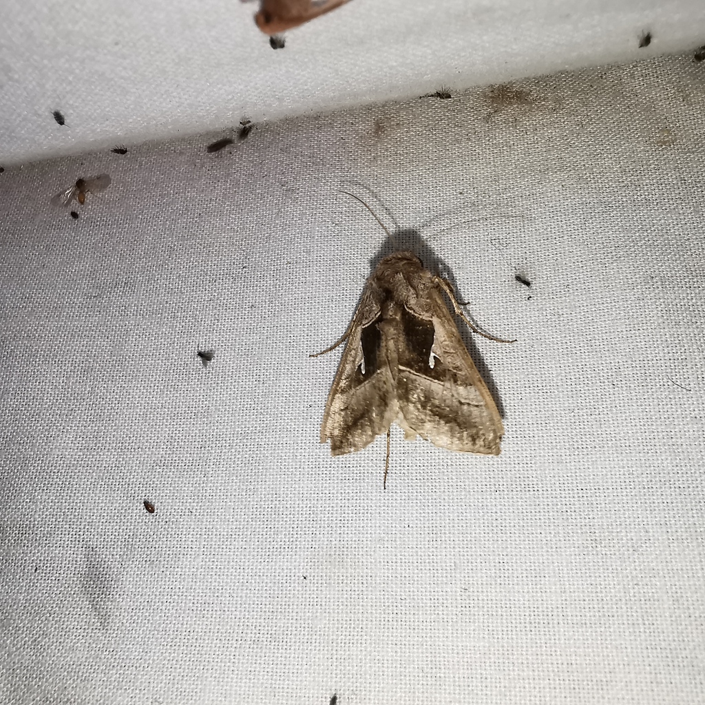 Enigmogramma limata
