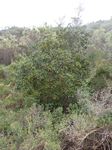 Image of Pittosporum viridiflorum by (c) Nicola van Berkel, some rights reserved (CC BY-SA)