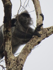 Trachypithecus cristatus