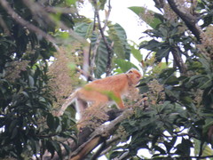 Trachypithecus cristatus