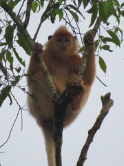 Trachypithecus cristatus