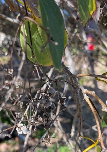 Image of Cordia dichotoma by (c) Alan Prather, some rights reserved (CC BY)