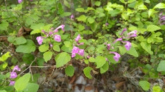 Scutellaria seleriana