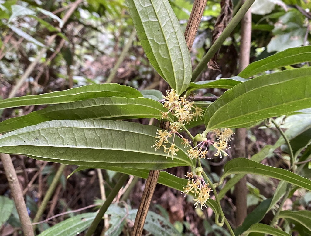Smilax chapaensis (Smilax chapaensis)