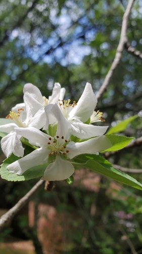 Malus angustifolia