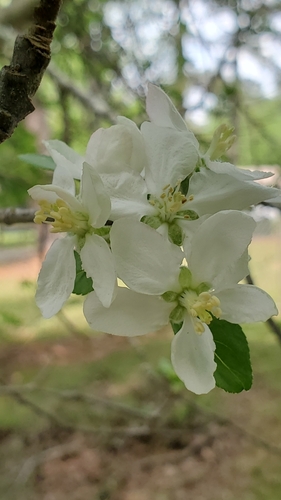 Malus angustifolia
