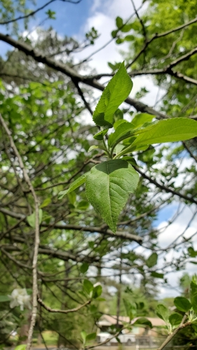 Malus angustifolia