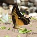 Androgeus Swallowtail - Photo (c) Julio Carq, some rights reserved (CC BY-NC-ND), uploaded by Julio Carq