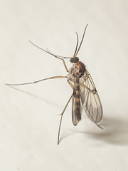 Mycomya richmondensis