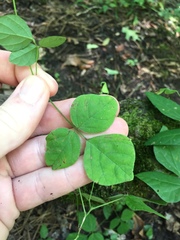 Hylodesmum pauciflorum