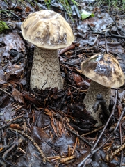 Leccinum alaskanum
