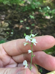 Hylodesmum pauciflorum