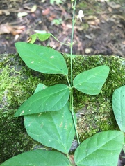 Hylodesmum pauciflorum