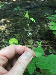 Hylodesmum pauciflorum