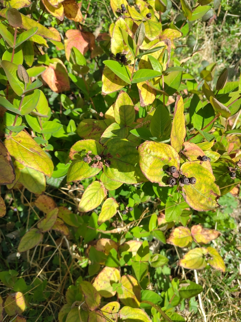 Tutsan from Wye on April 5, 2025 at 05:10 PM by mazhem · iNaturalist