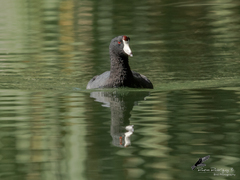 Fulica americana