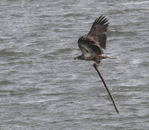 Bald Eagle photographed in Nebraska