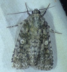 Acronicta afflicta