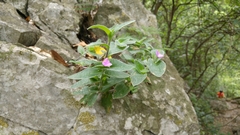 Tradescantia sillamontana
