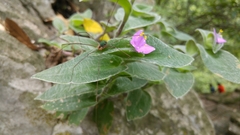 Tradescantia sillamontana