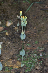 Blackstonia acuminata