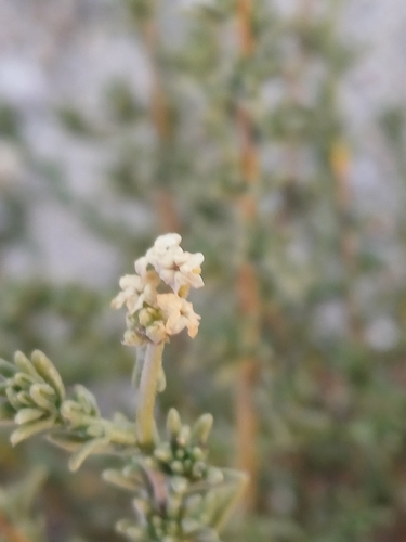 Heliotropium chenopodiaceum (Heliotropium chenopodiaceum)