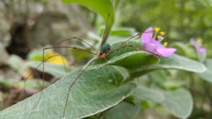 Leiobunum viridorsum