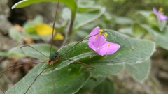 Leiobunum viridorsum