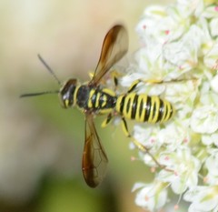 Eucerceris provancheri