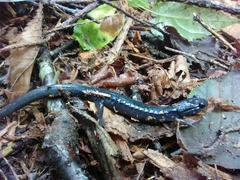 Plethodon metcalfi