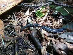 Plethodon metcalfi