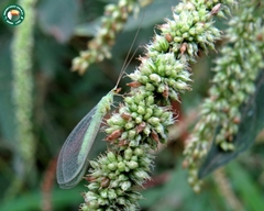 Chrysoperla externa
