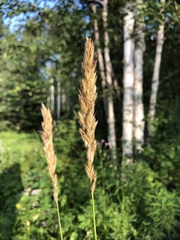 Leymus innovatus