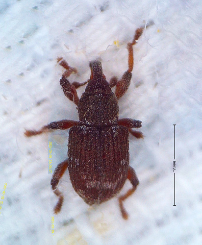 Duckweed Weevil photo 5