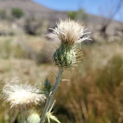 Cirsium neomexicanum